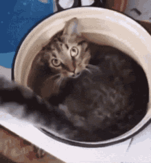 Cat Hide GIF - Cat Hide Hides GIFs
