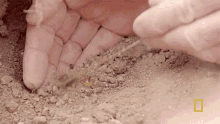 Honey Ants Gordon Ramsay GIF - Honey Ants Gordon Ramsay Uncharted GIFs