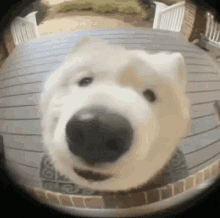 Dog Doorbell GIF - Dog Doorbell Yapping GIFs