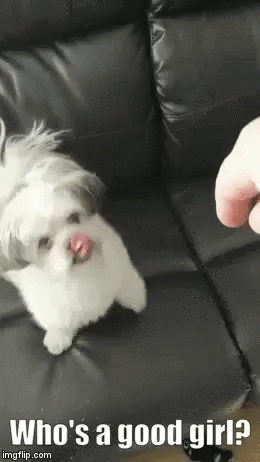 Whos A Good Girl Pointing GIF - Whos A Good Girl Pointing Funny Animals -  Discover & Share GIFs