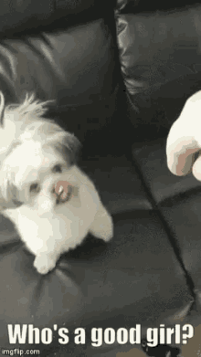 Whos A Good Girl Pointing GIF - Whos A Good Girl Pointing Funny Animals GIFs