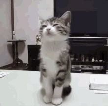 GIF