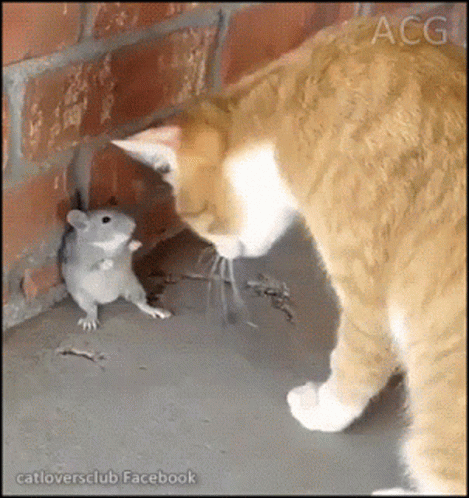 cat eating mouse gif