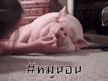 หมูนอน แกล้ง GIF - Sleeping Pig Teasing Animal GIFs