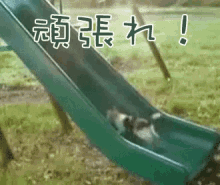 頑張る　がんばる　猫　ねこ　ネコ GIF - Cat Slide Playground GIFs