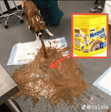a can of nesquik chocolate powder next to a messy dog