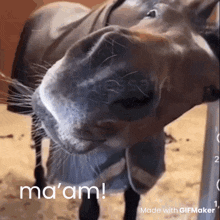 a close up of a horse 's nose with the words ma 'am written below it