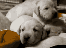 Lab Puppies GIF - Labrador Retriever Labs Puppies GIFs