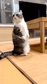 a cat standing on its hind legs next to a sony tv