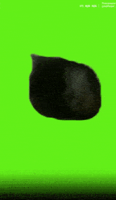 a cat is standing in front of a green screen with the letters n/a on it