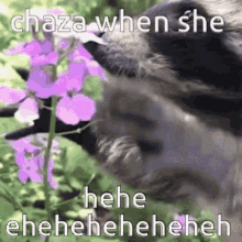 Chaza Flower GIF - Chaza Flower Animal GIFs
