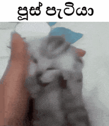 Pus Patiya Sinhalese GIF - Pus Patiya Sinhalese Poosa GIFs