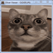 Oliver Cat GIF