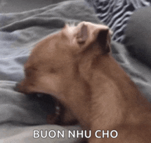 a dog is laying on a bed with the words buon nhu cho written on the bottom