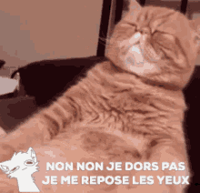 Cat Non Non Je Dors Pas Je Me Repose Les Yeux GIF - Cat Non Non Je Dors Pas Je Me Repose Les Yeux Cute GIFs