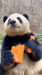 panda eat carrot carrots panda eating carrots