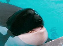 Orca Killer Whale GIF - Orca Killer Whale Tongue GIFs
