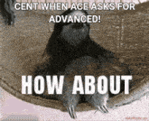 a picture of a sloth laying in a hammock with the caption cent when ace asks for advanced how about
