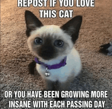 Cat Gato GIF - Cat Gato Repost GIFs