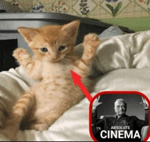 a kitten is laying on a bed next to a picture of martin scorsese and the word cinema