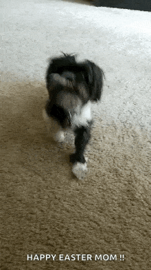 Funny Animals Dancing GIF - Funny Animals Dancing Excited GIFs