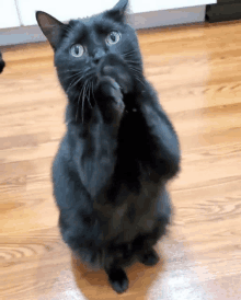 a black cat is standing on its hind legs on a wooden floor