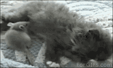 Cat Mouse GIF - Cat Mouse Hug GIFs