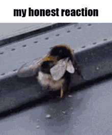 the bug shaker my honest reaction my honest reaction meme bee