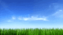 a lush green field with a blue sky and white clouds in the background