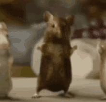 Rats Dancing GIF - Rats Rat Dancing GIFs