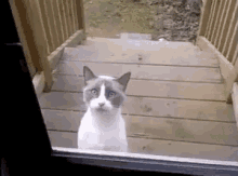 Bukain Dong GIF - Buka Pintu Kucing GIFs