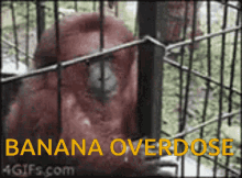 Banana Bananaoverdose GIF - Banana Bananaoverdose Aped GIFs