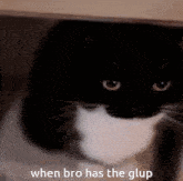 a black and white cat with the words when bro has the glup on the bottom