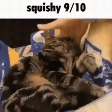 Squishy Cat GIF - Squishy Cat GIFs