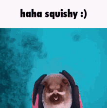 Squishy GIF - Squishy GIFs