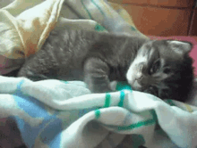 Kitty Nap GIF - Kitty Nap Nap Time GIFs