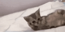 Cat Rizz Tiktok Cat GIF - Cat Rizz Tiktok Cat GIFs
