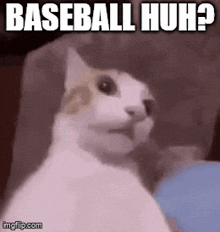 a cat is sitting on a couch and making a funny face with the words `` baseball huh ? ''