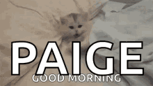 Kitty Good GIF - Kitty Good Morning GIFs