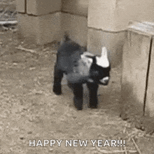 a baby goat is standing in a fenced in area and says happy new year .