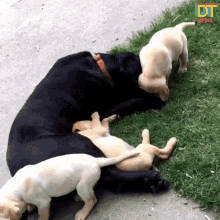 Dog Pile Happy GIF - Dog Pile Happy Excited GIFs