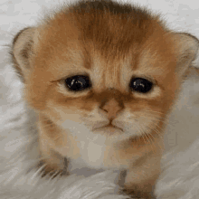 Pixelpale Cat GIF - Pixelpale Cat Yousuck GIFs