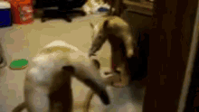 two cats are playing with each other in a room .