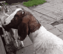 two goats are standing next to each other on a sidewalk and one of them is licking the other 's nose .