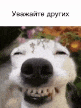 a close up of a dog 's face with the words " уважайте других " on the bottom
