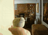 Button Quail Bird GIF