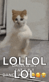 a cat is standing on its hind legs in front of a white refrigerator .