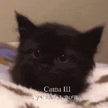 котик кот GIF - котик кот GIFs