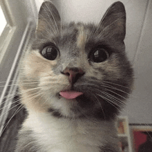 a close up of a cat sticking its tongue out and looking at the camera .