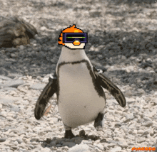 Pingoos GIF - Pingoos GIFs